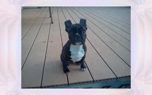 debswaggintails client - gordy